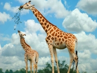 Жираф — фото и описание необычного животного
